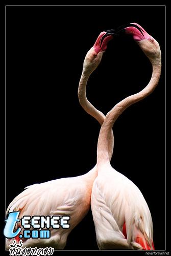 Flamingos*o*