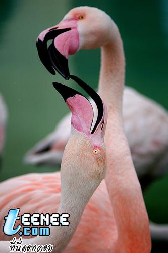 Flamingos*o*