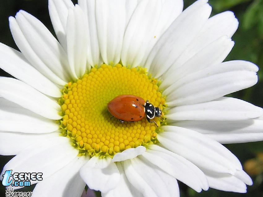 Lady Bugs แสนน่ารักจ้า :)