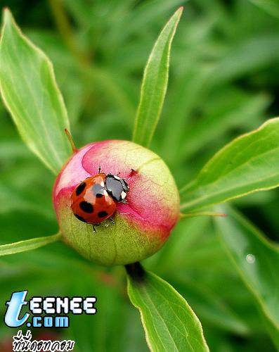 Lady Bugs แสนน่ารักจ้า :)