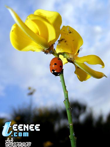 Lady Bugs แสนน่ารักจ้า :)