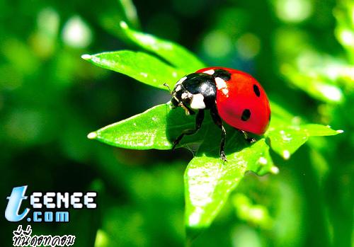 Lady Bugs แสนน่ารักจ้า :)