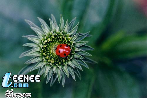 Lady Bugs แสนน่ารักจ้า :)