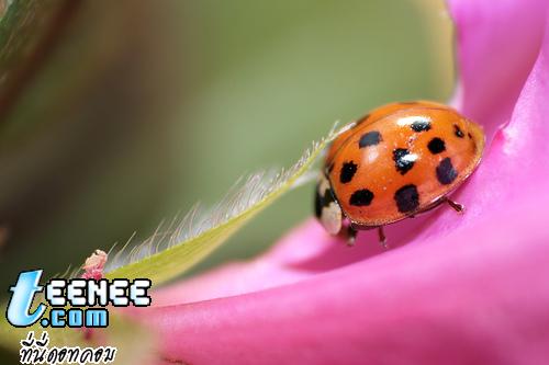 Lady Bugs แสนน่ารักจ้า :)