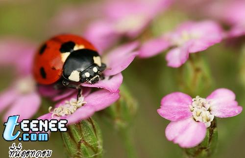 Lady Bugs แสนน่ารักจ้า :)