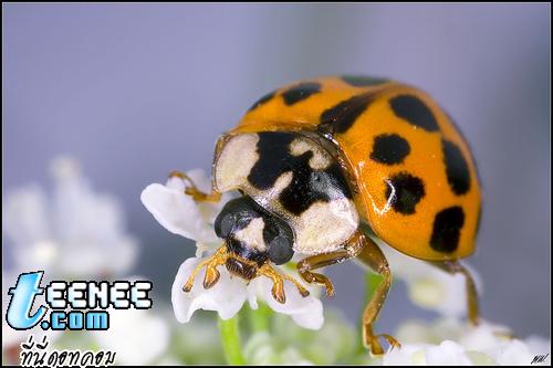 Lady Bugs แสนน่ารักจ้า :)