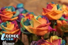 Rainbow Roses