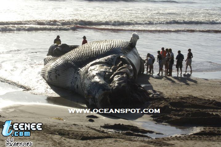 Dead Blue Whale: Whale Carcass on Beach in California: September 15, 2007 