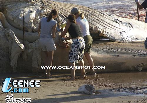 Dead Blue Whale: Whale Carcass on Beach in California: September 15, 2007 