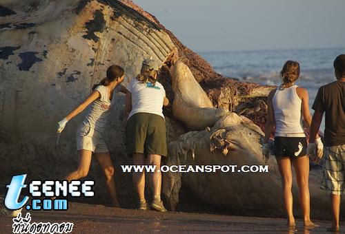 Dead Blue Whale: Whale Carcass on Beach in California: September 15, 2007 