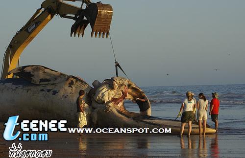 Dead Blue Whale: Whale Carcass on Beach in California: September 15, 2007 