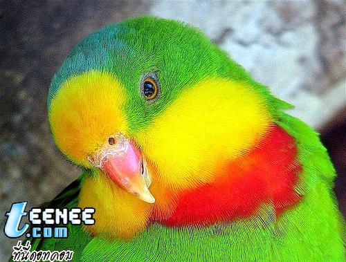 Colourful Parrots*o*
