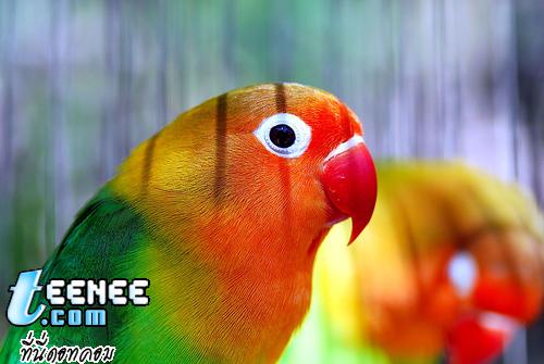 Colourful Parrots*o*