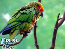 Colourful Parrots*o*