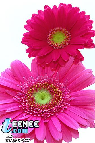ดอกไม้ สีชมพู
