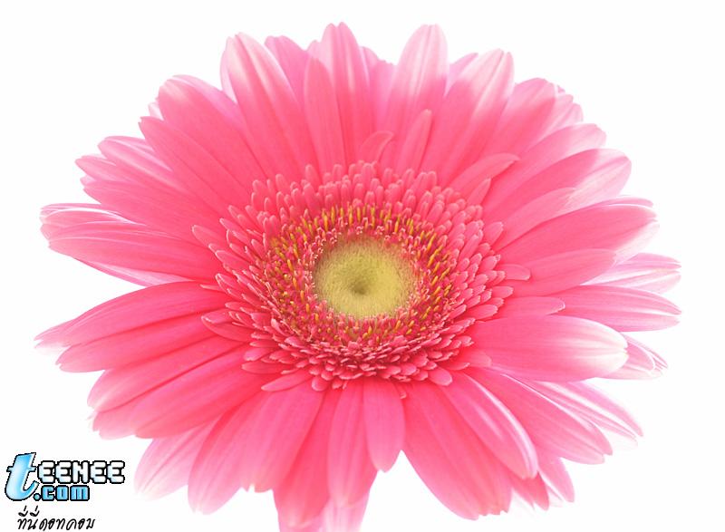 ดอกไม้ สีชมพู