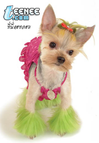 แฟร์ชั่นน้องหมาน่ารัก..น่ารัก1