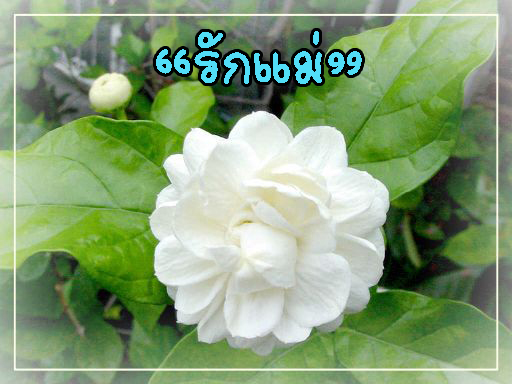 ดอกไม้ประจำวันแม่  2 @ ^_^@