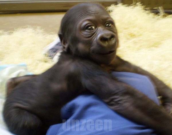 Gorilla Cub..น่ารักดีค่ะ!! (2)