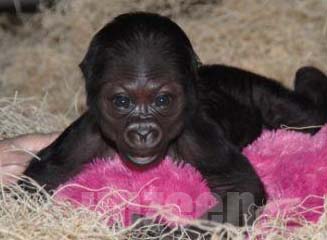 Gorilla Cub..น่ารักดีค่ะ!! (2)