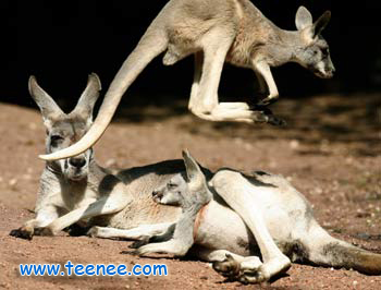 Twin kangaroo joeys with their mother