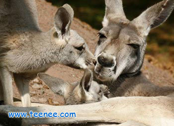 Twin kangaroo joeys with their mother