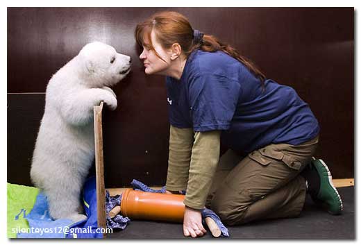 Cute Polar Bear Cub