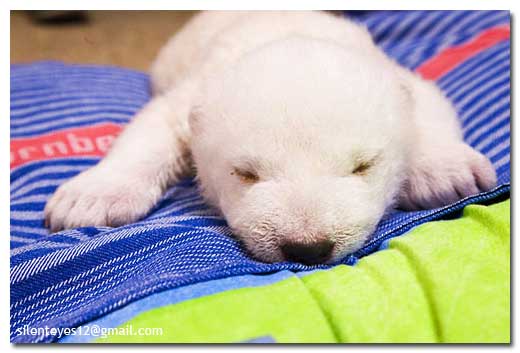 Cute Polar Bear Cub