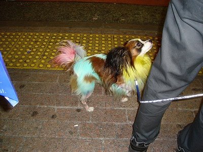 Colorful Dogs..!!