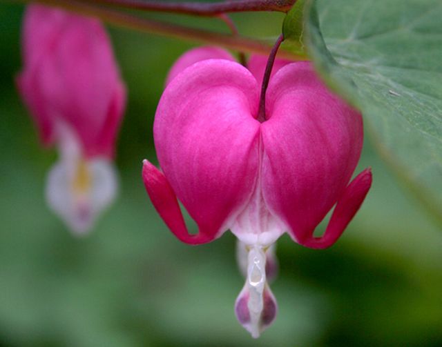 Bleeding Heart