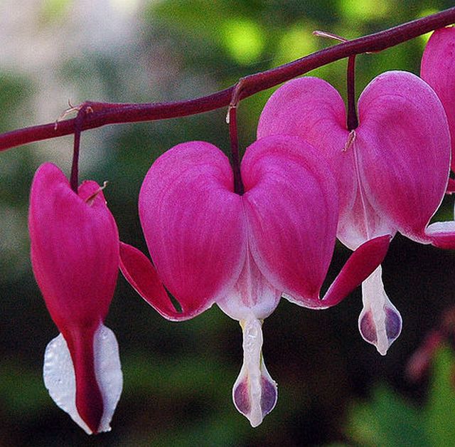 Bleeding Heart