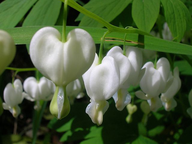 Bleeding Heart