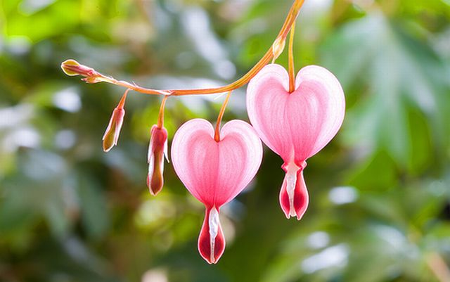 Bleeding Heart