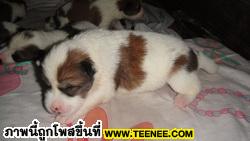 สุนัข บางแก้ว  thai bangkaew dog จากคอกชุมแสงสงคราม จ.พิษณุโลก www.chumsang.net