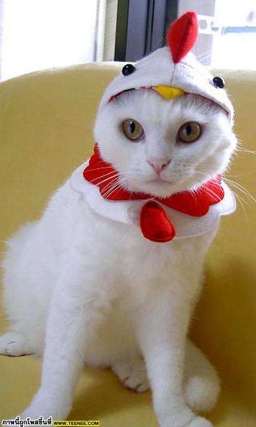 Tokyo Cat Fashion 