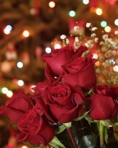 ดอกกุหลาบสีแดงสวย ๆ มาแล้วค่ะ @^_^@
