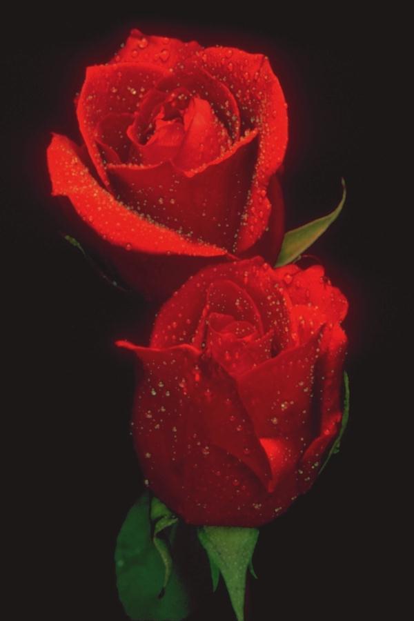 ดอกกุหลาบสีแดงสวย ๆ มาแล้วค่ะ @^_^@