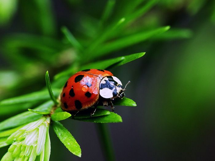 ♥★ Ladybug Life ★♥