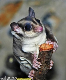 Sugar-Glider 1