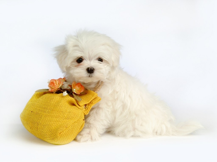 ♥★ Lovely Little White Fluffy Puppy ★♥