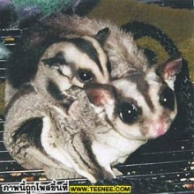 Sugar-Glider 2