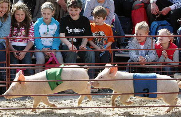 Pig show in Melbourne, Australia 