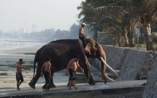 ช้างเผือกเชือกแรกของรัชกาลที่9 พระเศวตอดุลเดชพาหนฯ