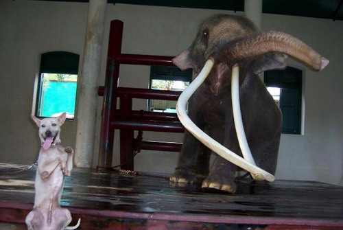ช้างเผือกเชือกแรกของรัชกาลที่9 พระเศวตอดุลเดชพาหนฯ