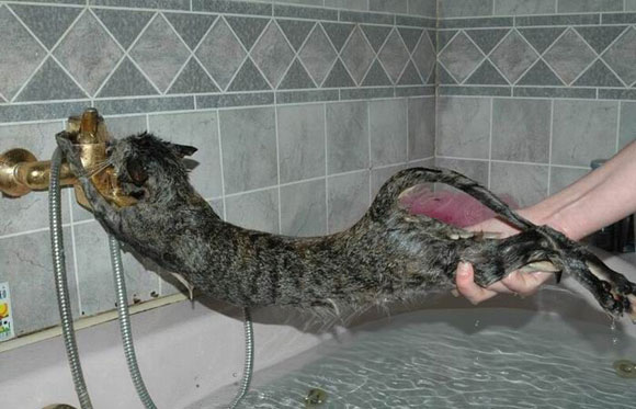 เมื่อแมวเหมียวโดนราดน้ำ