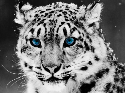 snow leopard