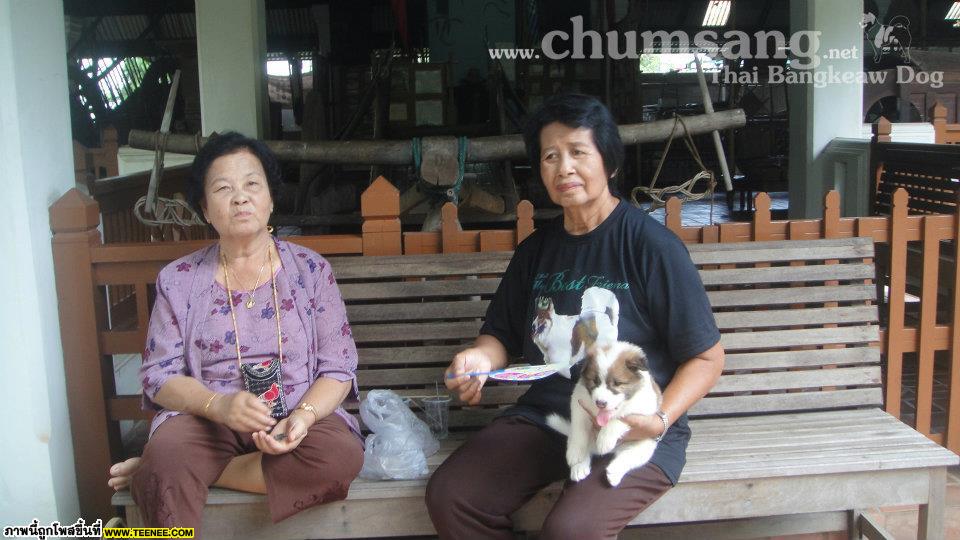 ชมภาพเพิ่มเติมได้ทาง Facebook คอกชุมแสงสงคราม : http://www.facebook.com/chumsang.bangkaew