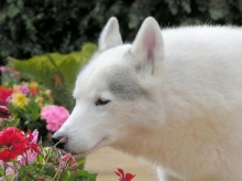 Beautiful Wolf...