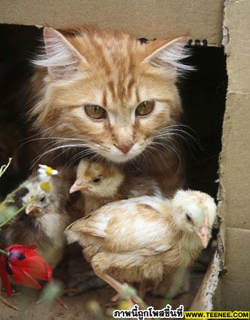 Old cat lives with 7 chicks