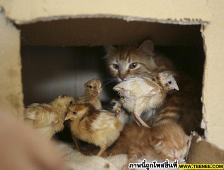 Old cat lives with 7 chicks
